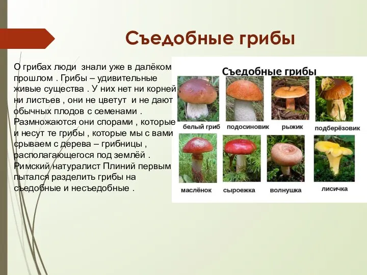 Съедобные грибы О грибах люди знали уже в далёком прошлом . Грибы