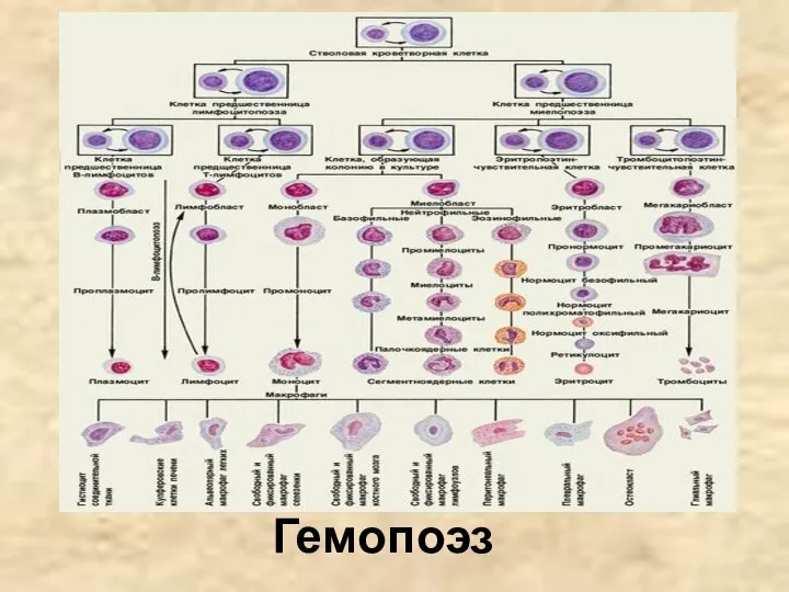 Гемопоэз