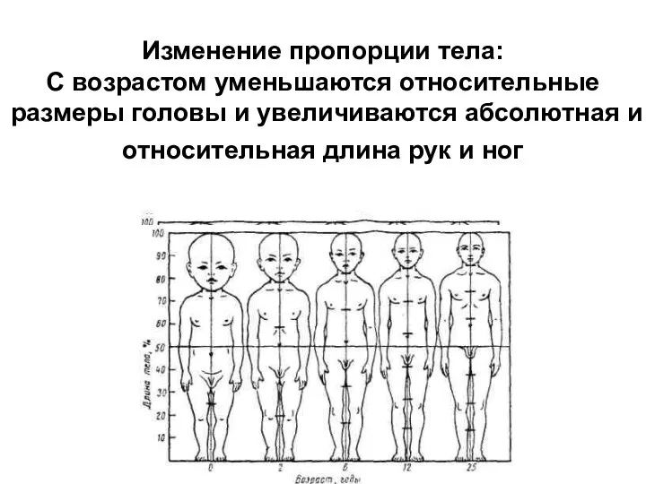 Изменение пропорции тела: С возрастом уменьшаются относительные размеры головы и увеличиваются абсолютная