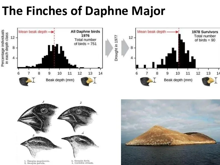 The Finches of Daphne Major