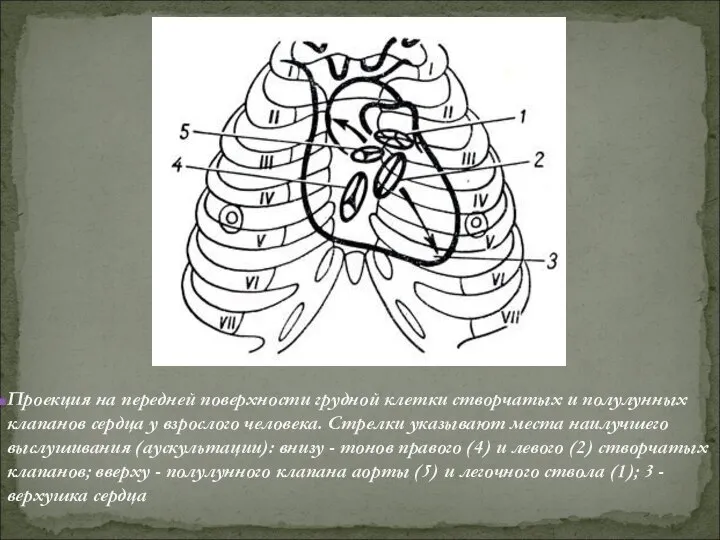 Проекция на передней поверхности грудной клетки створчатых и полулунных клапанов сердца у