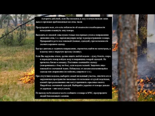 Алгоритм действий, если Вы оказались в лесу и почувствовали запах дыма и