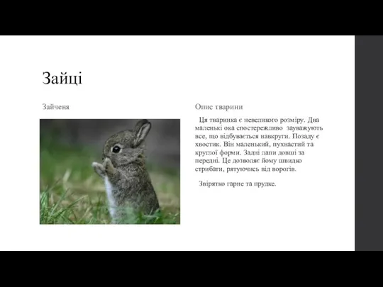 Зайці Зайченя Опис тварини Ця тваринка є невеликого розміру. Два маленькі ока