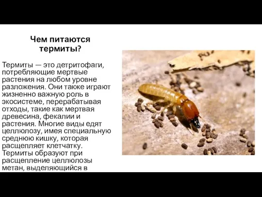 Чем питаются термиты? Термиты — это детритофаги, потребляющие мертвые растения на любом