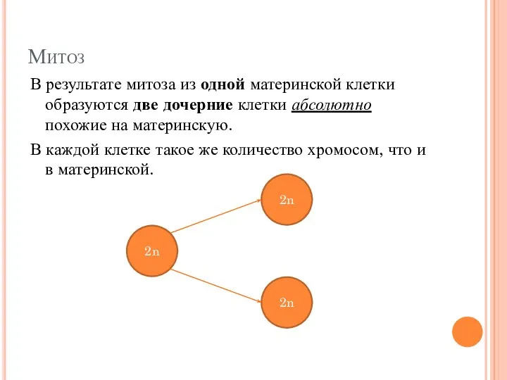 Митоз В результате митоза из одной материнской клетки образуются две дочерние клетки