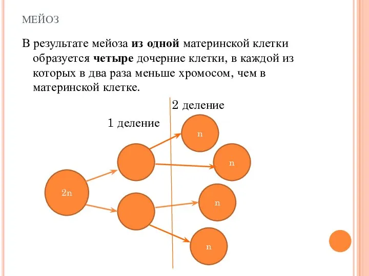 мейоз В результате мейоза из одной материнской клетки образуется четыре дочерние клетки,