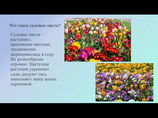 Что такое садовые цветы? Садовые цветы – растения с красивыми цветами, традиционно