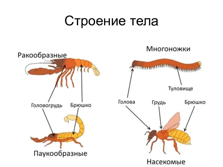 Строение тела