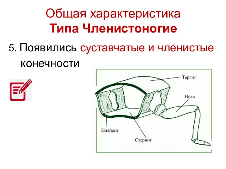 Общая характеристика Типа Членистоногие 5. Появились суставчатые и членистые конечности