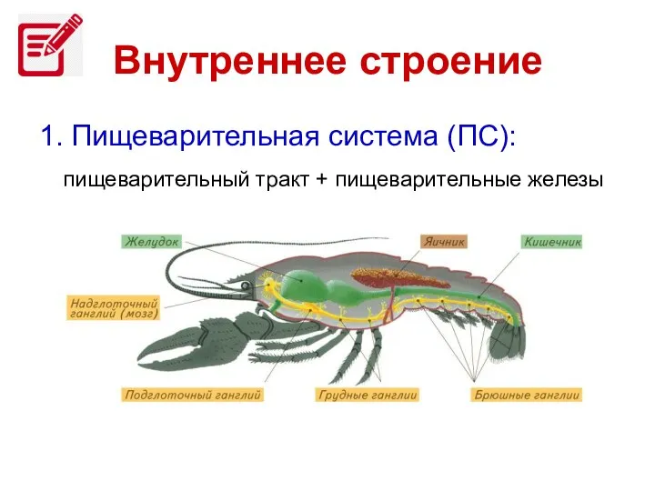 Внутреннее строение 1. Пищеварительная система (ПС): пищеварительный тракт + пищеварительные железы