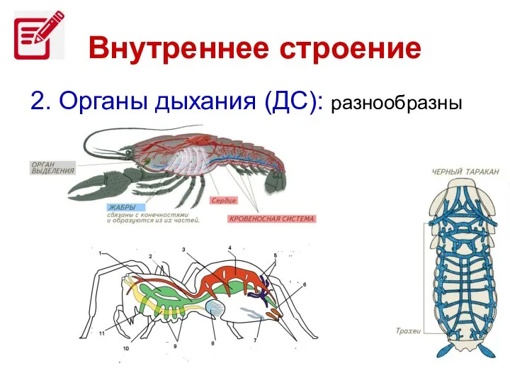 Внутреннее строение 2. Органы дыхания (ДС): разнообразны