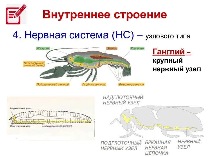 4. Нервная система (НС) – узлового типа Внутреннее строение Ганглий – крупный нервный узел