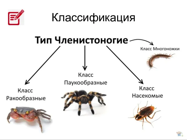 Классификация