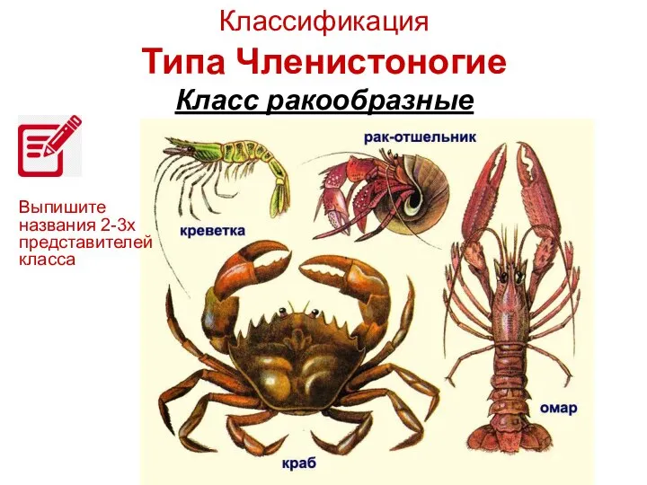 Классификация Типа Членистоногие Класс ракообразные Выпишите названия 2-3х представителей класса