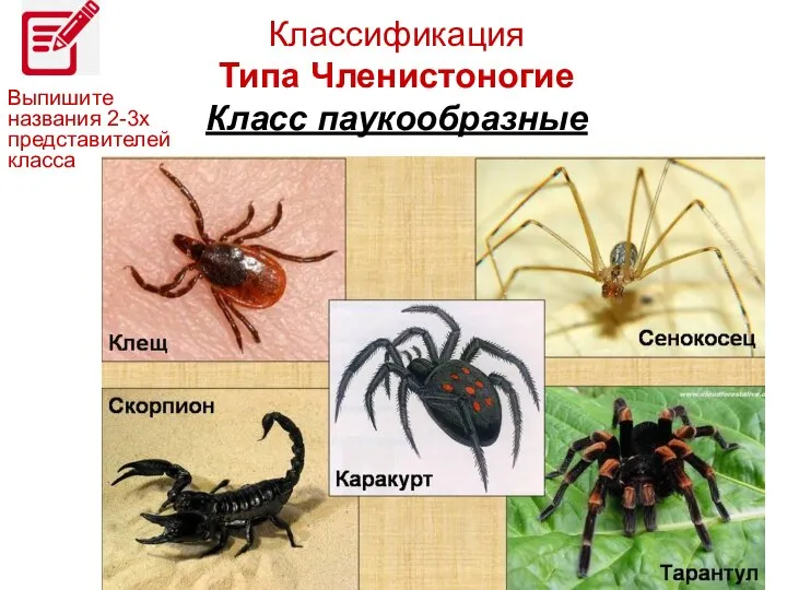 Классификация Типа Членистоногие Класс паукообразные Выпишите названия 2-3х представителей класса