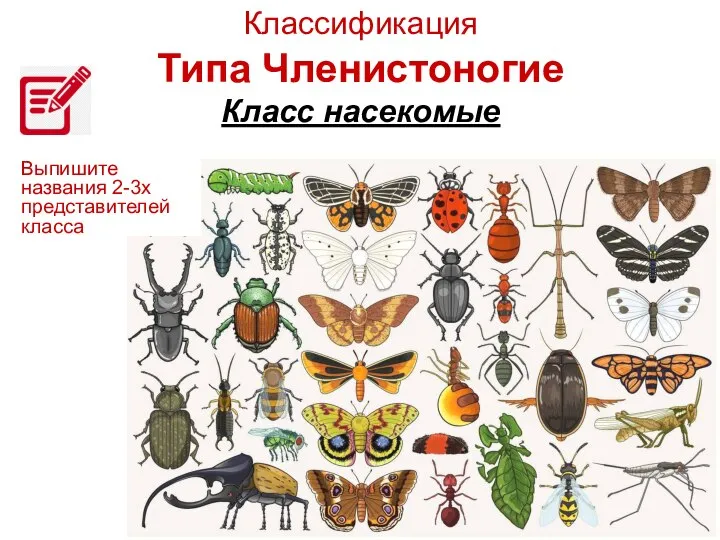 Классификация Типа Членистоногие Класс насекомые Выпишите названия 2-3х представителей класса