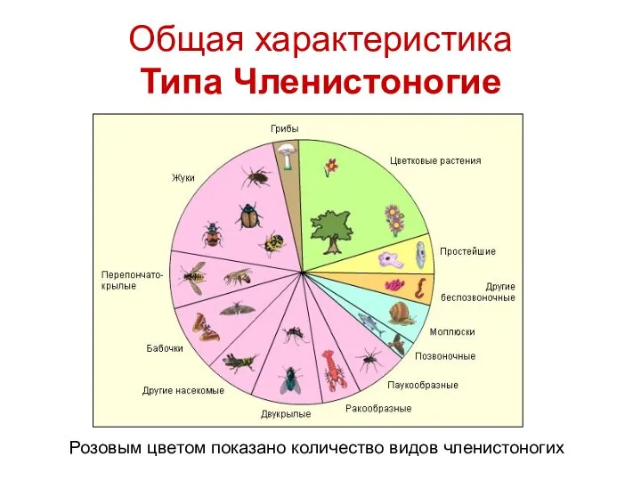 Общая характеристика Типа Членистоногие Розовым цветом показано количество видов членистоногих