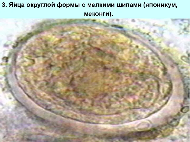 3. Яйца округлой формы с мелкими шипами (японикум, меконги).