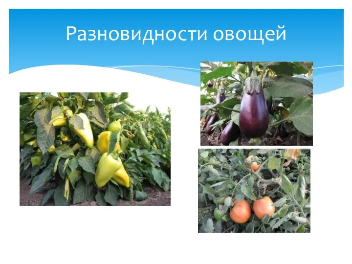 Разновидности овощей