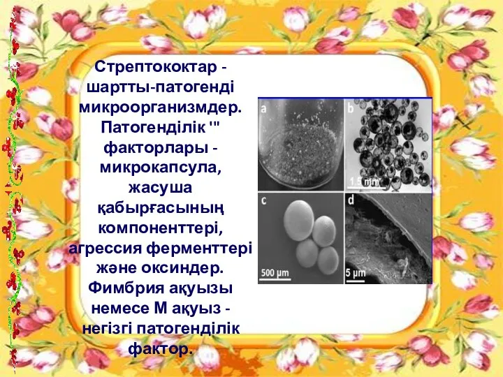 Стрептококтар - шартты-патогенді микроорганизмдер. Патогенділік '"факторлары - микрокапсула, жасуша қабырғасының компоненттері, агрессия