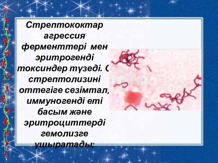 Стрептококтар агрессия ферменттері мен эритрогенді токсиндер түзеді. О стрептолизині оттегіге сезімтал; иммуногенді