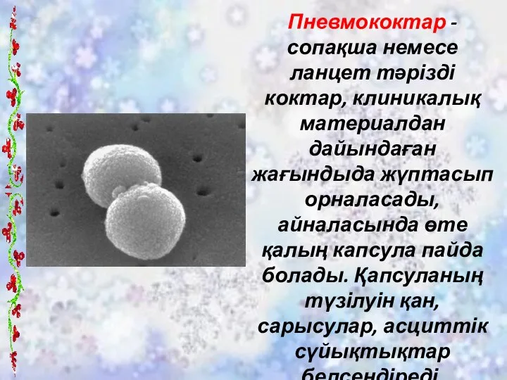 Пневмококтар - сопақша немесе ланцет тәрізді коктар, клиникалық материалдан дайындаған жағындыда жүптасып