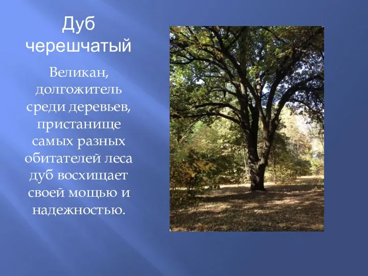 Дуб черешчатый Великан, долгожитель среди деревьев, пристанище самых разных обитателей леса дуб