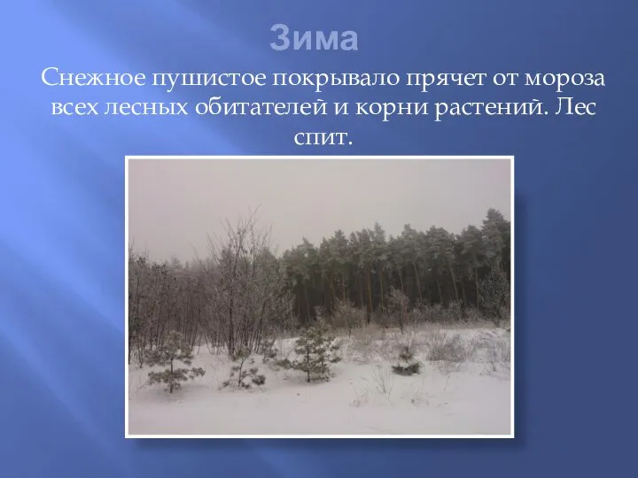 Зима Снежное пушистое покрывало прячет от мороза всех лесных обитателей и корни растений. Лес спит.