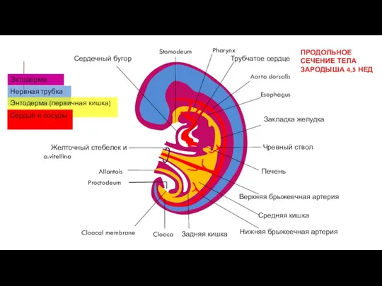 Stomodeum Pharynx Трубчатое сердце Aorta dorsalis Esophagus Закладка желудка Чревный ствол Печень