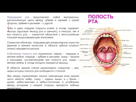 ПОЛОСТЬ РТА Преддверие рта представляет собой вертикально расположенную щель между губами и