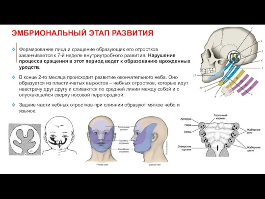 ЭМБРИОНАЛЬНЫЙ ЭТАП РАЗВИТИЯ Формирование лица и сращение образующих его отростков заканчивается к