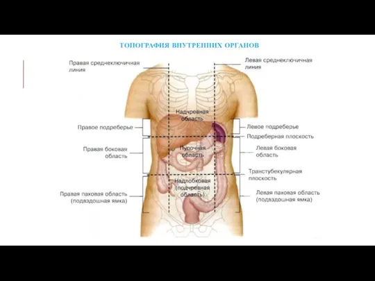 ТОПОГРАФИЯ ВНУТРЕННИХ ОРГАНОВ