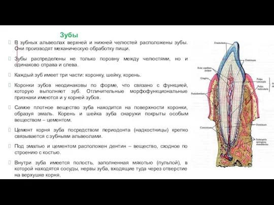 В зубных альвеолах верхней и нижней челюстей расположены зубы. Они производят механическую