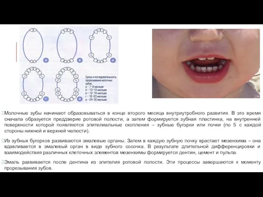 Молочные зубы начинают образовываться в конце второго месяца внутриутробного развития. В это