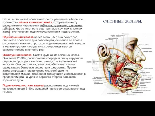 В толще слизистой оболочки полости рта имеется большое количество малых слюнных желез,