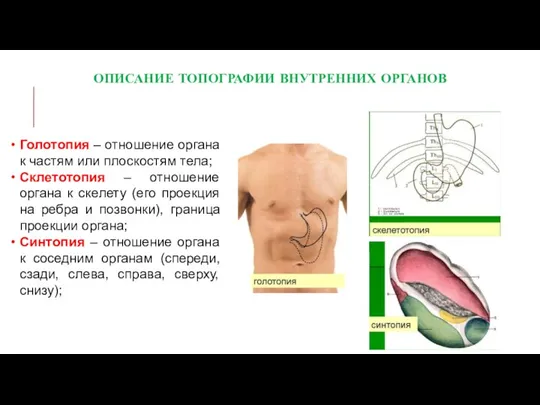 Голотопия – отношение органа к частям или плоскостям тела; Склетотопия – отношение