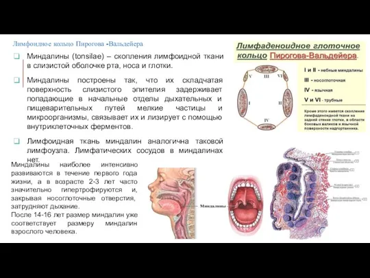 Миндалины (tonsilae) – скопления лимфоидной ткани в слизистой оболочке рта, носа и