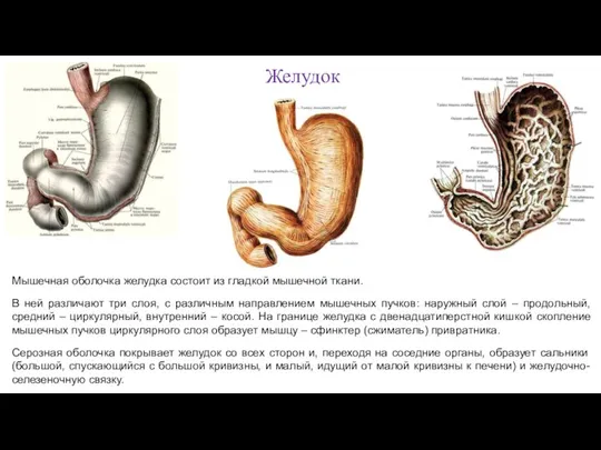 Мышечная оболочка желудка состоит из гладкой мышечной ткани. В ней различают три