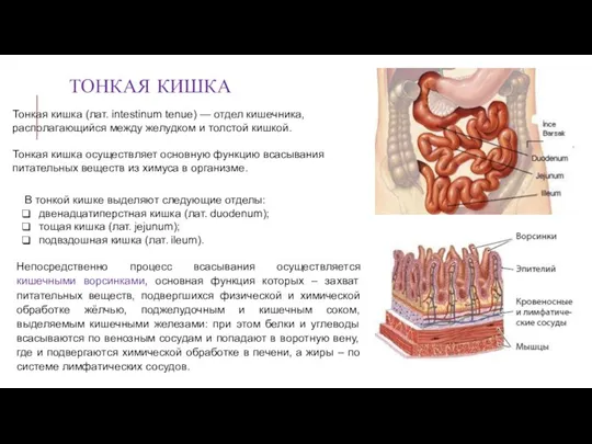 ТОНКАЯ КИШКА Тонкая кишка (лат. intestinum tenue) — отдел кишечника, располагающийся между