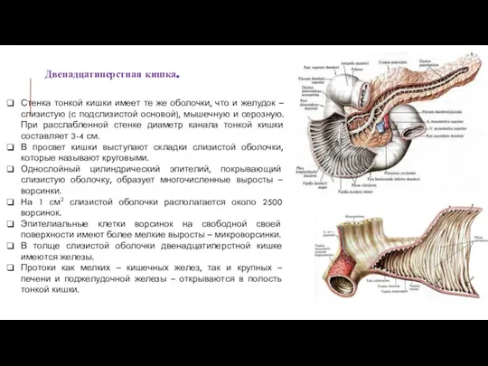 Стенка тонкой кишки имеет те же оболочки, что и желудок – слизистую