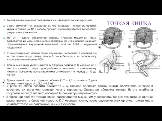 Тонкая кишка начинает развиваться на 5-й неделе жизни зародыша. Затем эпителий так