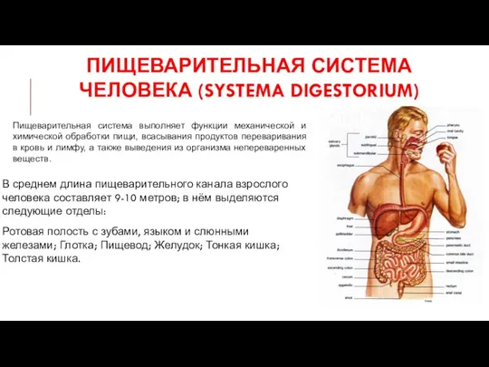 ПИЩЕВАРИТЕЛЬНАЯ СИСТЕМА ЧЕЛОВЕКА (SYSTEMA DIGESTORIUM) В среднем длина пищеварительного канала взрослого человека