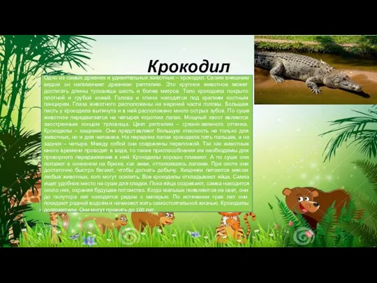 Крокодил Одно из самых древних и удивительных животных – крокодил. Своим внешним