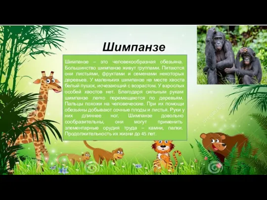 Шимпанзе Шимпанзе – это человекообразная обезьяна. Большинство шимпанзе живут группами. Питаются они