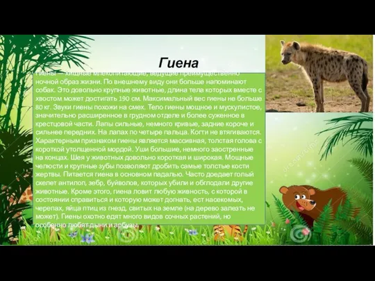 Гиена Гиены — хищные млекопитающие, ведущие преимущественно ночной образ жизни. По внешнему