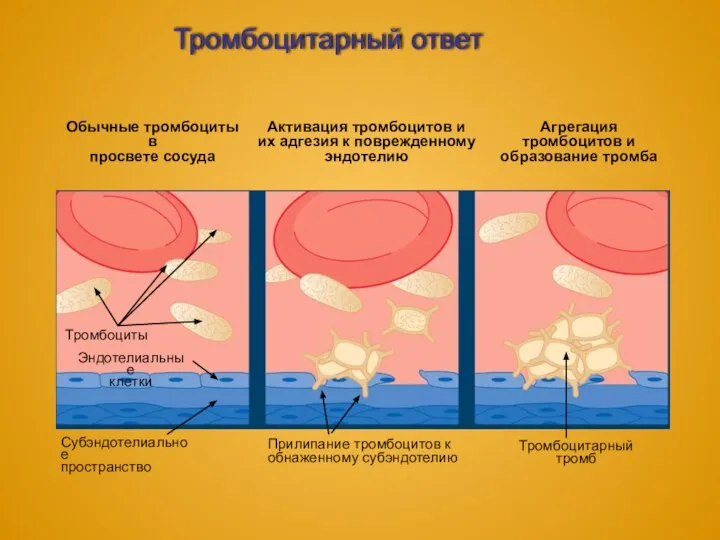 Тромбоцитарный ответ Агрегация тромбоцитов и образование тромба Тромбоциты Эндотелиальные клетки Прилипание тромбоцитов