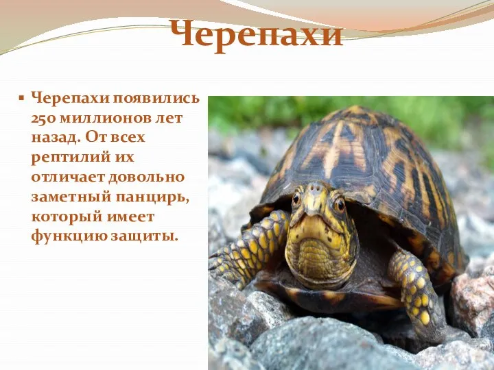 Черепахи появились 250 миллионов лет назад. От всех рептилий их отличает довольно