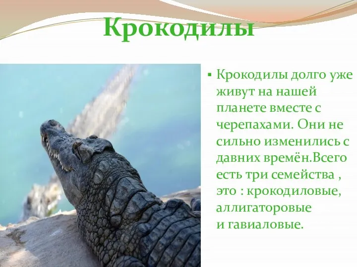 Крокодилы долго уже живут на нашей планете вместе с черепахами. Они не