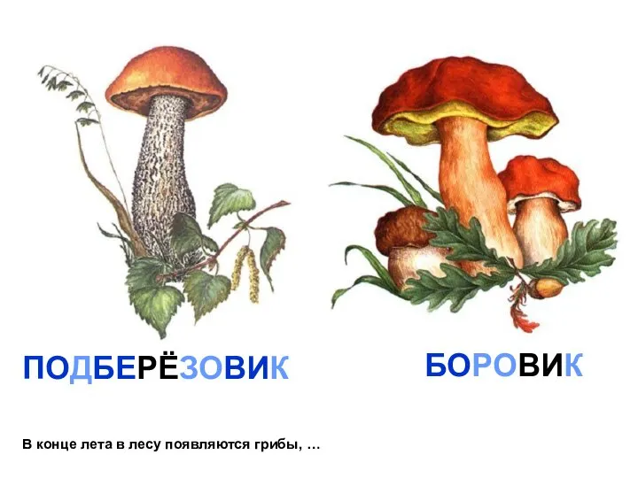 В конце лета в лесу появляются грибы, … ПОДБЕРЁЗОВИК БОРОВИК