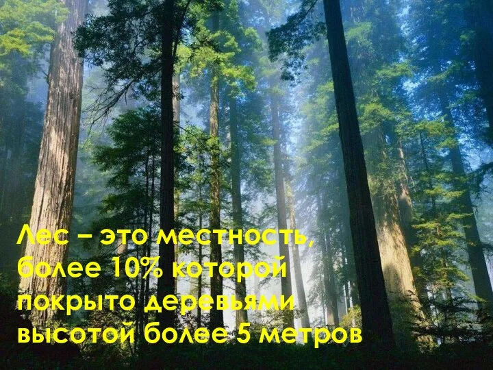 метров Лес – это местность, более 10% которой покрыто деревьями высотой более 5 метров
